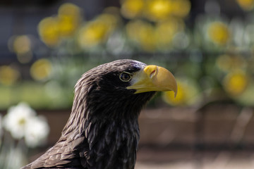 Birds of Prey at a Falconry Centre