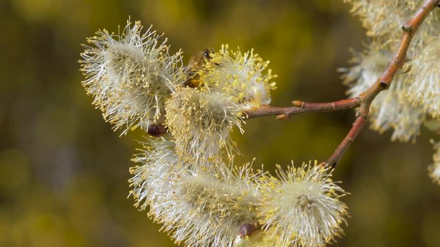 Western Honey bee on willow