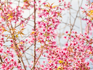 Sakura is beautiful, grows well in cool places