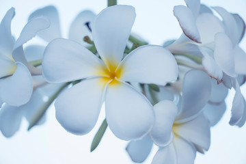Fototapeta na wymiar White Plumeria flowers in nature