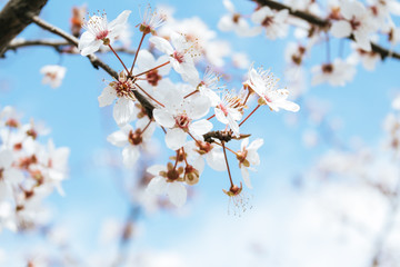 Spring Blossom. Apricot Flowers Border Art Design