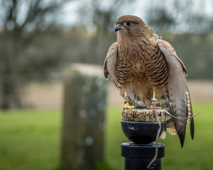 Birds of Prey at a Falconry Centre