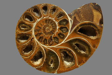 Nautilus