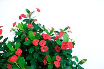 Crown of thorns with red flower blooming on white background                              