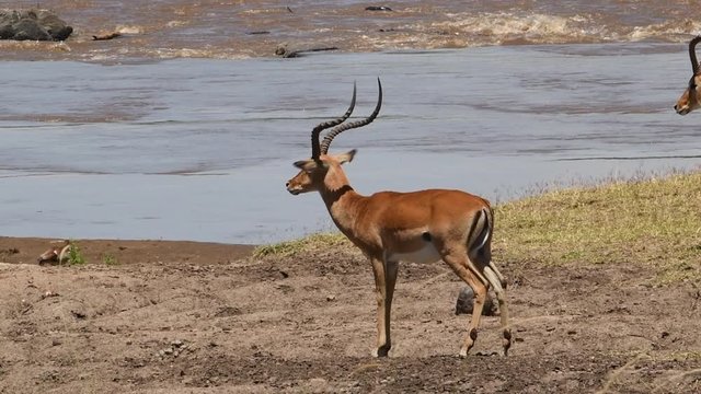 Two male impala rams at the the water's edge near the Talek River in the Maasai Mara Reserve in Kenya.