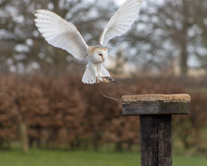 Birds of Prey at a Falconry Centre