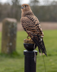Birds of Prey at a Falconry Centre