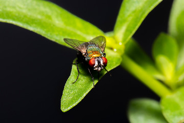 Blue-bottle Blowfly also known as Calliphora vomitoria