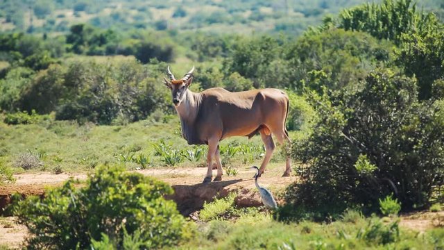 Close up of male common eland looks at camera in natural habitat, Africa