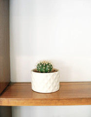 Little green cactus in little white pot on shelf