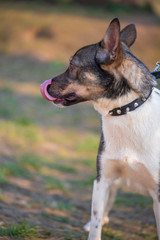 Portrait of a yard dog. Photographed close-up.