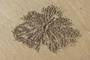 Burrow of the Scopimera inflata, also known as the Sand Bubbler crab on a beach in the Northern Territory of Australia.