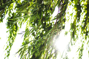 Willow branches on the background of the rays of the sun. 