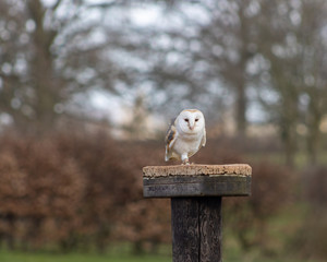 Birds of Prey at a Falconry Centre
