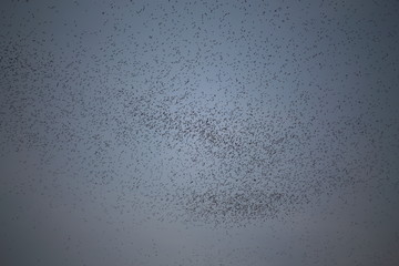 group of bats are flying out a living