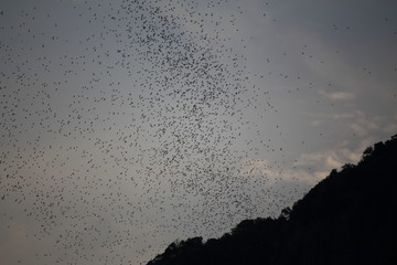 group of bats are flying out a living