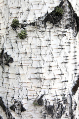 Natural eco texture