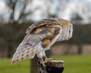 Birds of Prey at a Falconry Centre