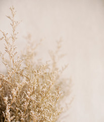 Blur Close up Dried brown flower plant                                                             