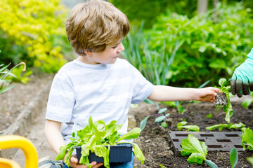 Cute little preschool kid boy and mother planting green salad in spring. Close-up of hand of adult and child having fun together with gardening. Kid helping in domestic vegetable garden.