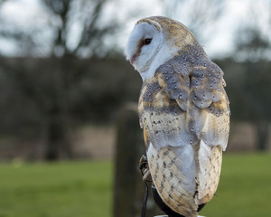 Birds of Prey at a Falconry Centre