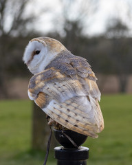 Birds of Prey at a Falconry Centre