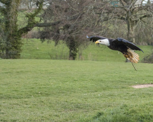Birds of Prey at a Falconry Centre