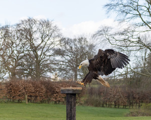 Birds of Prey at a Falconry Centre