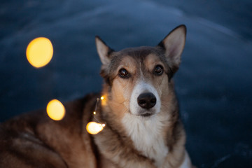 cute mutt dog eyes blue ice background lights