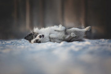 crazy border collie dog playing in snow