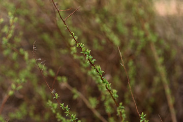 grass on a background