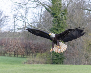 Birds of Prey at a Falconry Centre