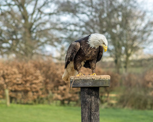 Birds of Prey at a Falconry Centre