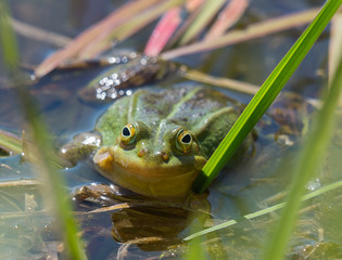 The singing pond frog.