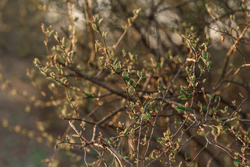 branches of a tree