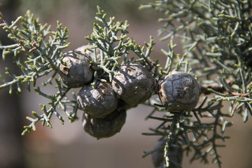 Leyland cypress tree balls seeds and needles
