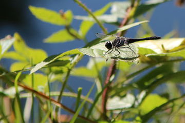 Libelle