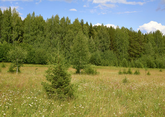 Obraz premium green fir trees and birches in chamomile in a summer field