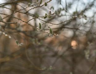 branches of a tree