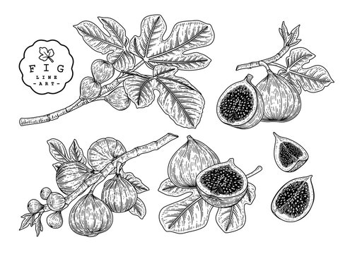 Fig Tree Sketch Stock Illustrations – 507 Fig Tree Sketch Stock  Illustrations, Vectors & Clipart - Dreamstime