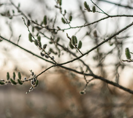 barbed wire on a background