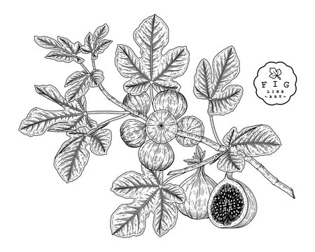 Vector Sketch Fruit decorative set. Fig. Hand Drawn Botanical Illustrations. Black and white with line art isolated on white backgrounds. Fruits drawings. Retro style elements.