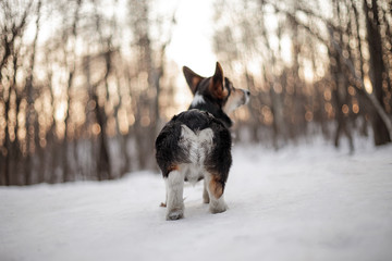 welsh corgi puppy dog in the snow