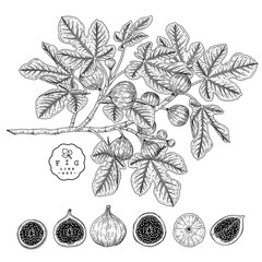 Vector Sketch Fruit decorative set. Fig. Hand Drawn Botanical Illustrations. Black and white with line art isolated on white backgrounds. Fruits drawings. Retro style elements.