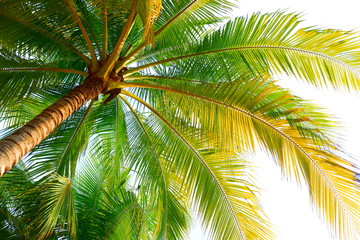 Fototapeta na wymiar Coconut trees by the sea and tropical sky