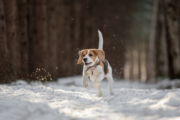 funny beagle dog running in winter forest