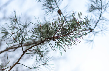 pine branch with snow