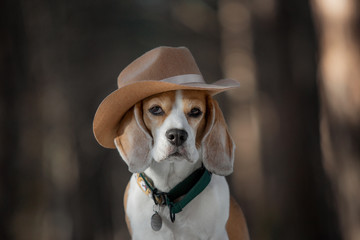 beagle in a hat