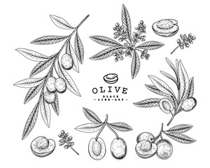 Fototapeta premium Vector Sketch Olive decorative set. Hand Drawn Botanical Illustrations. Black and white with line art isolated on white backgrounds. Plant drawings. Retro style elements.