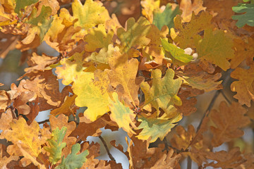bright autumn texture flora